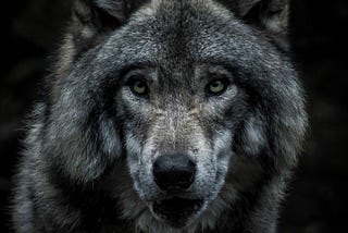 Gray wolf staring ahead
