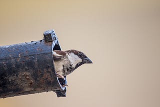 Beautiful Sparrow and Humans