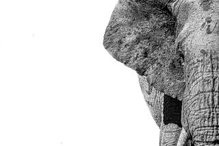 Of Elephants and Social Justice