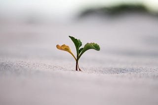 3 Notes on Embracing Growth