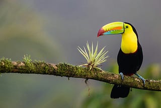 A large billed black and yellow toucan bird on a branch in Costa Rica.