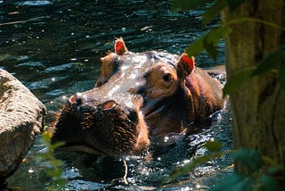 Harold’s Oasis: The Tale of a Hippopotamus Who Dug His Own Pond