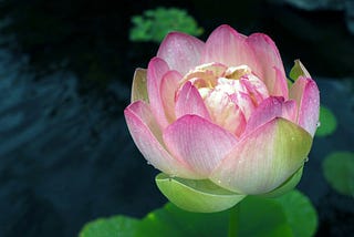 Gone Too Soon: Grieving an Unexpected Loss