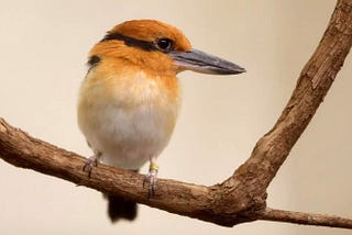 Extinct-In-The-Wild Guam Kingfisher Readying For Release On Remote Pacific Island
