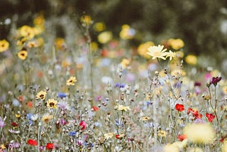 Where the Wildflowers Grow