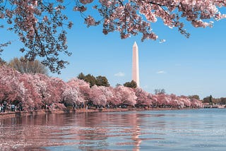 Photograph of the Tidal Basin in Washington, D.C. lined with cherry blossoms. The Washington Monument can be seen in the background.