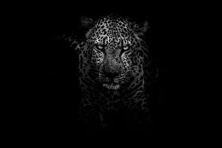 A mighty Wild Tiger Looking straight into the camera.