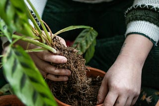 The Gardener Within: Nurturing Growth and Grace Through Life’s Adversities