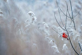 A lone cardinal perched on a snowy branch in Winter.