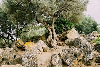 Growing Innovation — A Bible Study on Mark 4:26–34