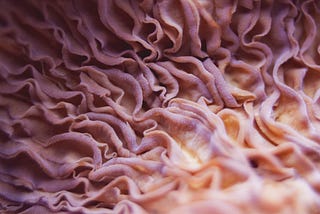 A close-up of fungi