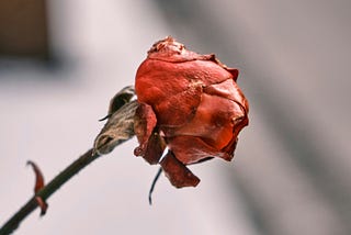 A Withered Red rose