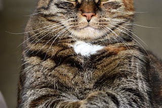 The Meaning Behind Strangest Cat Behaviors