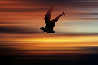 Be The Bird That Flew Away