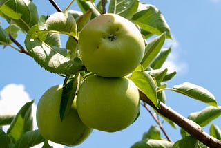 An orchard or a well oiled machine? Using metaphor in business development