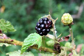 Finding mom in a field full of berries