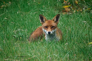 A British red and white fox lying down in thegrass.