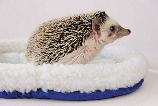 The Ultimate Guide to Choosing the Perfect Bed for Your Hedgehog