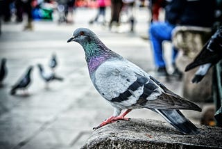 A City Pigeon