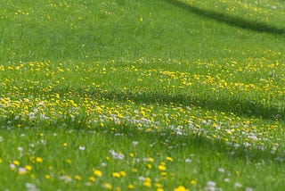 If Only the Whole World was Green