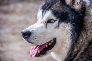 The Husky