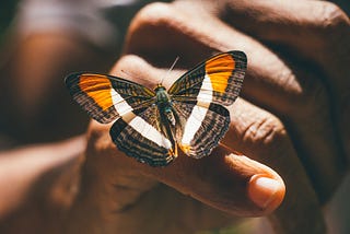 A multi-colored butterfly on a human hand