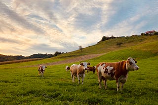 Cutting the Cow In Half