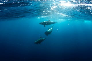 Mapping Dolphin Pods: