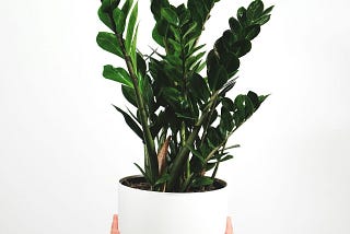 Wake Up for the Stunning ZZ Plant