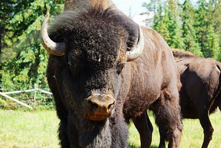 The picture shows a buffalo facing you. The buffalo’s head has two horns protruding from the each side of his head near the top. His fur is shaggy on the very top of his head and smoother on this body.