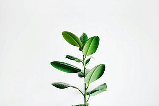 Finding Satisfaction In The Simple, While Searching For Quality In What Truly Matters