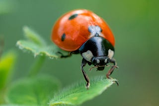 My Macro Photography Journey: From Beginner to Captivating Detail