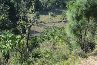 Revolutionising Himalayan Agriculture: The Magic of Nepalese-Alder Forests
