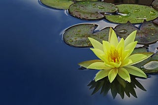 A solitary Water Lily Lotus blossom with elliptical petals lit up by the Sun, the color mirrored on the water offset by its shadow. Its pale lemon yellow upper petals and lime green lower petals surround an amber-colored center. The blossom rests amidst the still dark teal blue water and is flanked by many sage green lily pads, each with highlighted margins turned up like a pie pan. One of these pads, in particular, matches the bottom blossom petals in lime green, accentuating the unique beauty.