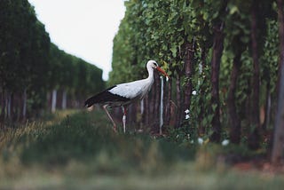 Stork with white legs in a wineyard.