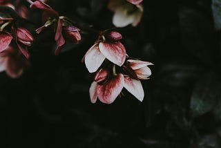 The One Whom Others Fear | Flash Fiction Series