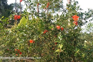 How to apply Organic Fertilizer for Pomegranate Trees?