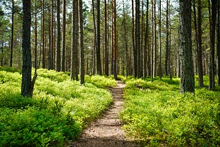 A clear path through a forest, with short plant growth under tall trees