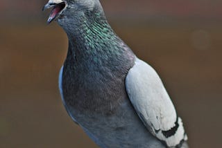 A close up image of a pigeon with an open mouth.