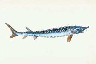 Real Monster Stories: 350 Years of Monster Reports in New York Lake
