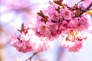 Beautiful pink blossoms on the end of a tree branch