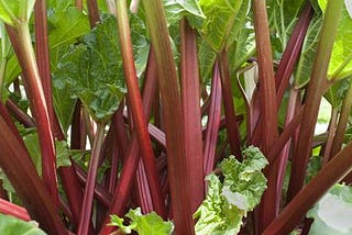 Rhubarb