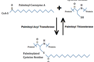 Predicting Palmitoylation Sites in Protein Sequences