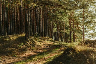 My Most Unusual Investment Option: Buying Forest