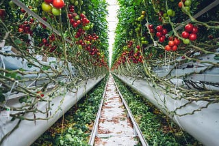 Picking your greens in the store — vertical farming is taking off