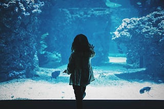 A small child stares into an aquarium.