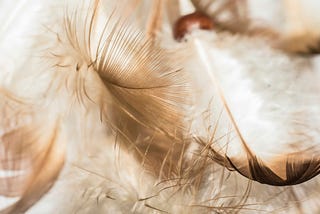 angel feathers floating in the air