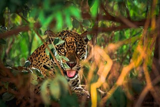 The Jaguar by Ted Hughes: Explained