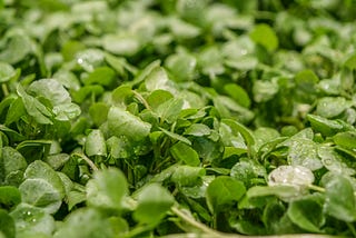 close-up on watercress growing with little drops of water on the green leaves