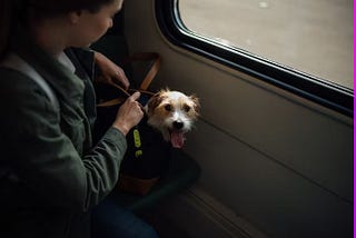 4 Best Dog Travel Accessories